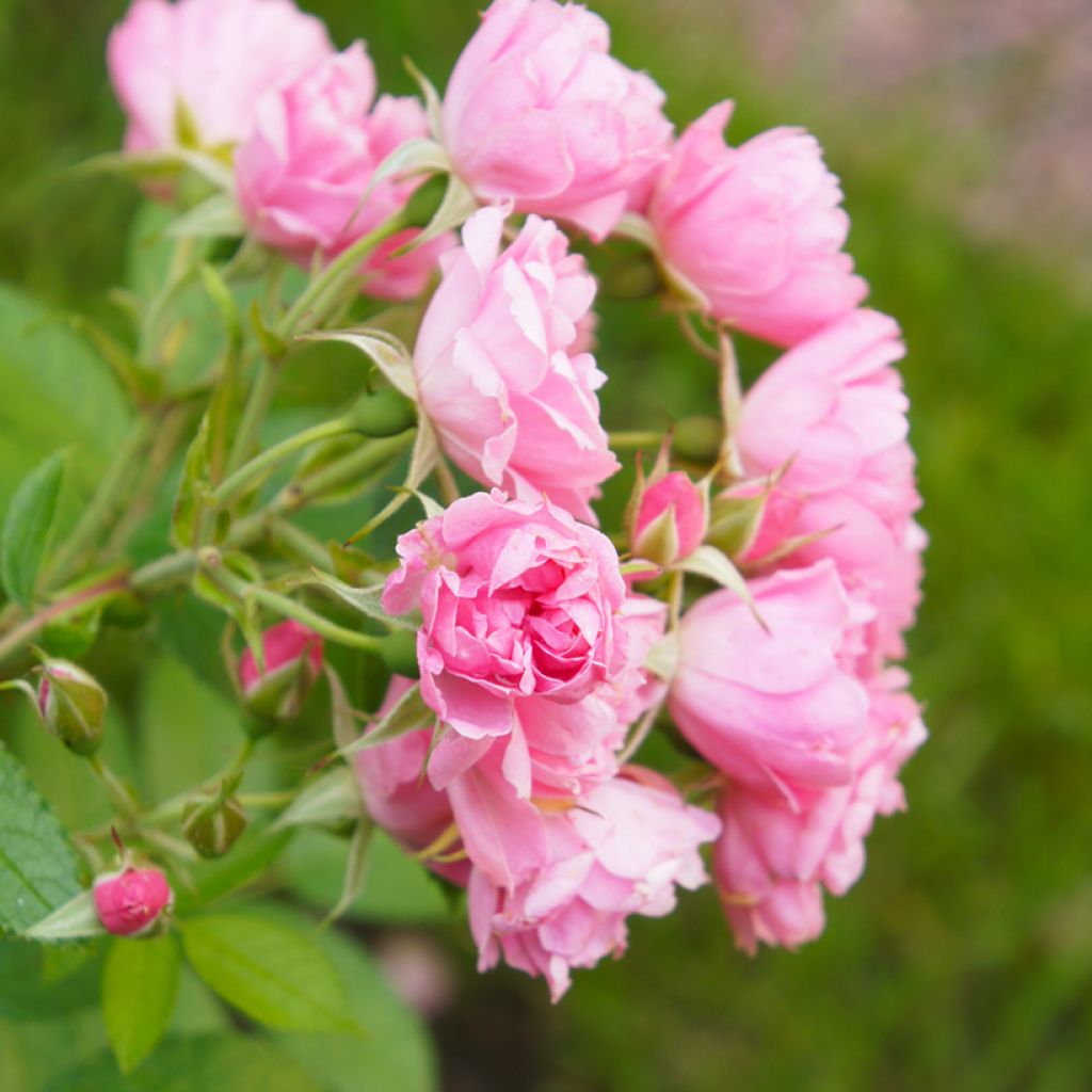 Rosa rugosa Pink Grootendorst