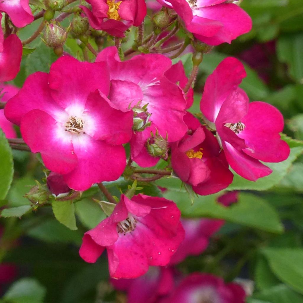 Rosa antica Red Ballerina