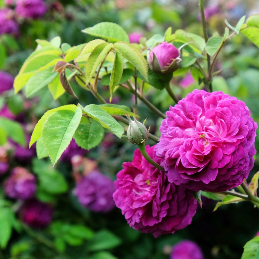 Rosa antica Reine des Violettes