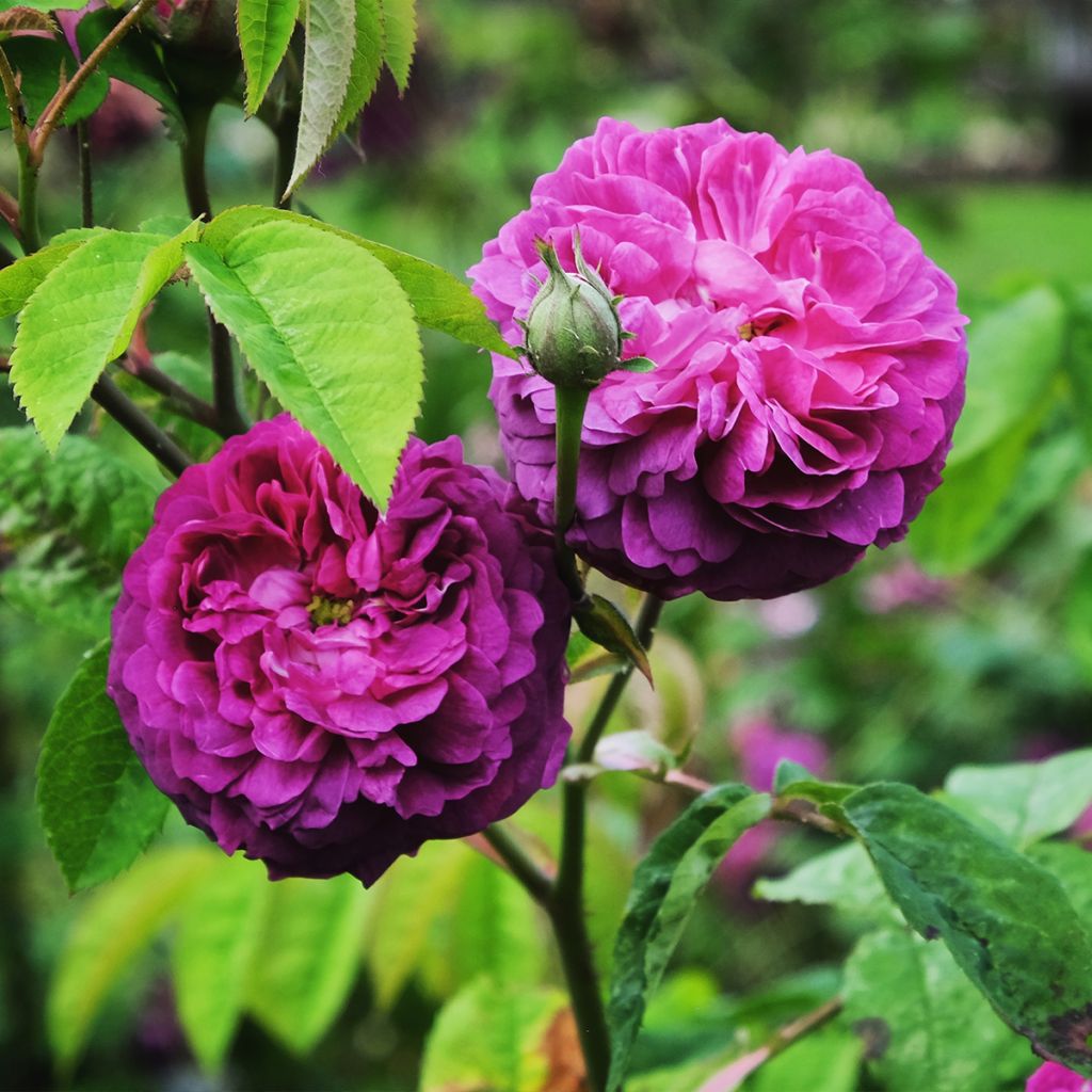 Rosa antica Reine des Violettes