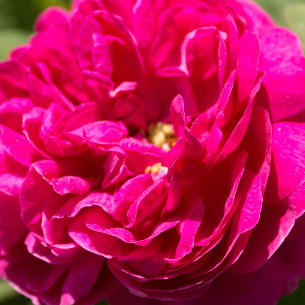 Rosa antica Rose de Rescht