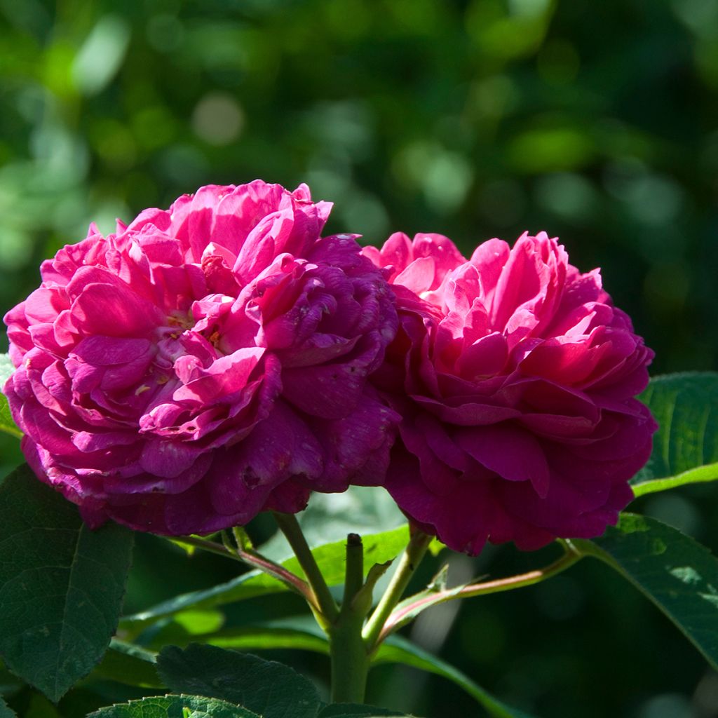 Rosa antica Rose de Rescht