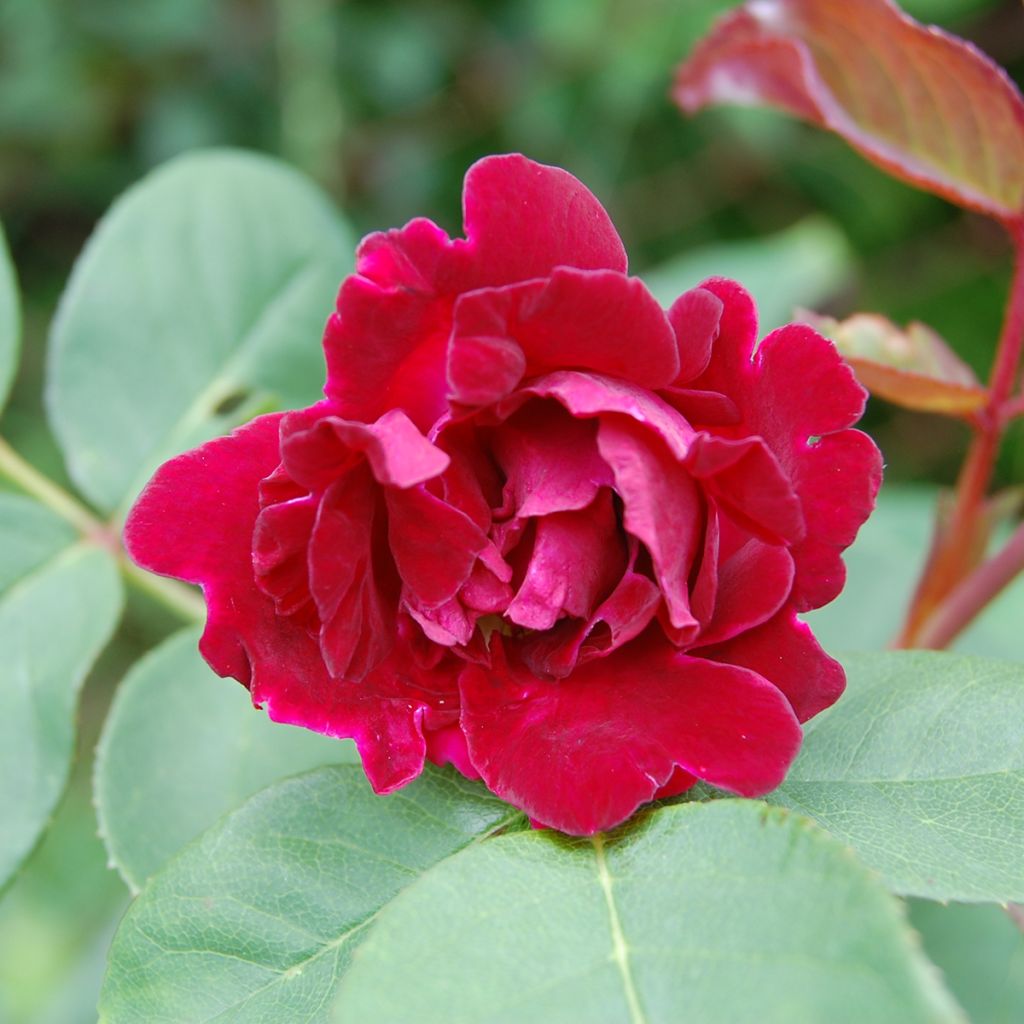 Rosa antica Souvenir du Dr Jamain