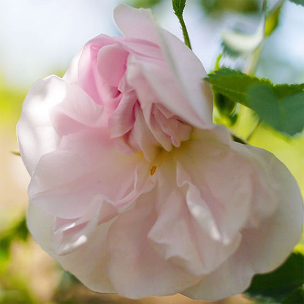 Rosa pimpinellifolia Stanwell Perpetual - Rosa botanico