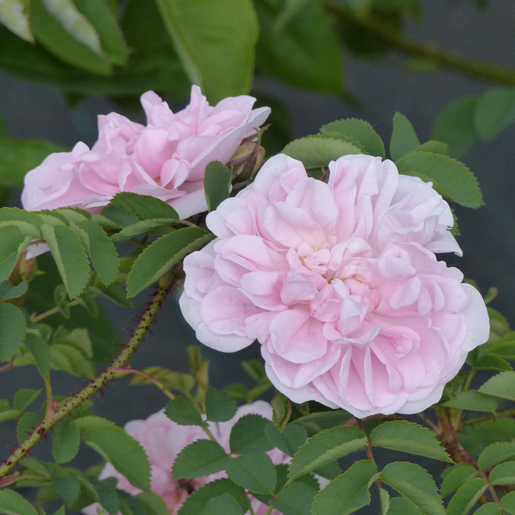 Rosa pimpinellifolia Stanwell Perpetual - Rosa botanico