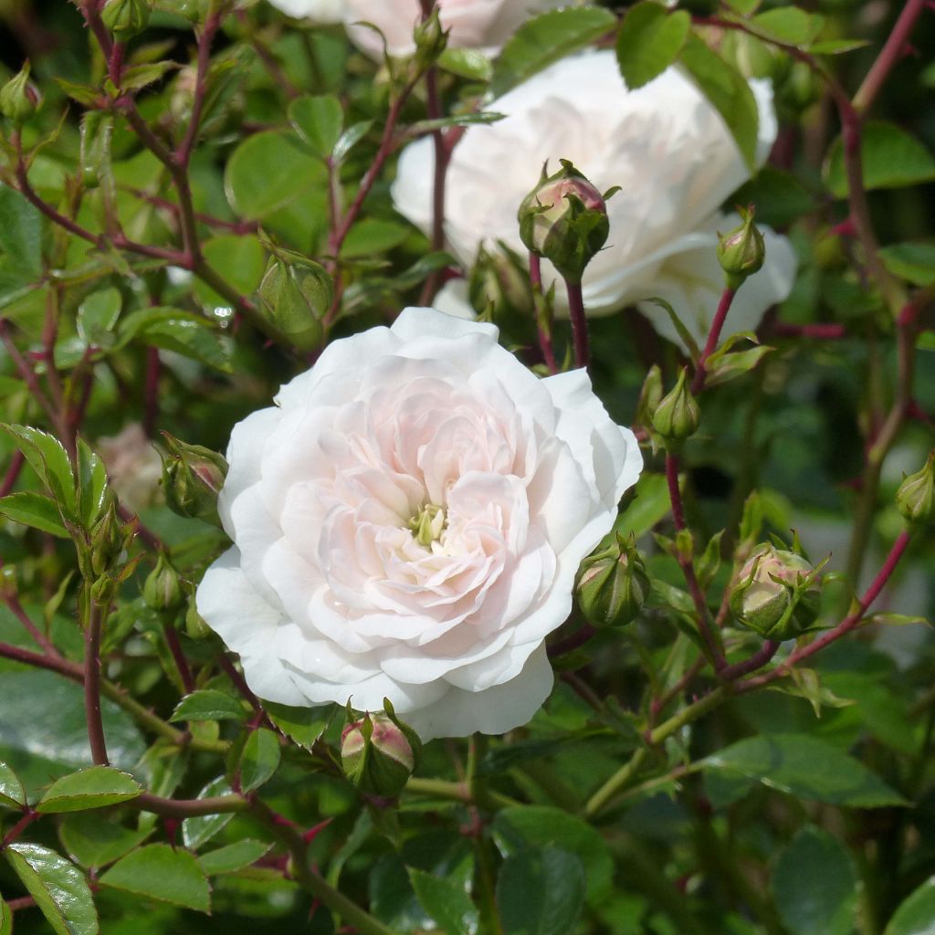 Rosa pimpinellifolia Stanwell Perpetual - Rosa botanico