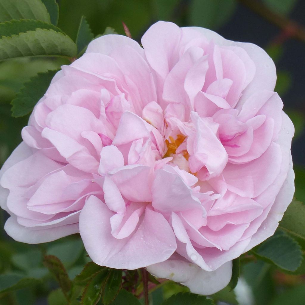 Rosa pimpinellifolia Stanwell Perpetual - Rosa botanico