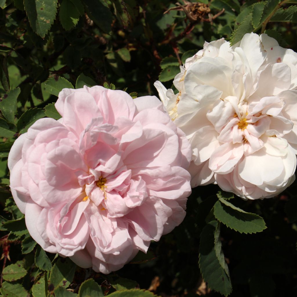 Rosa pimpinellifolia Stanwell Perpetual - Rosa botanico