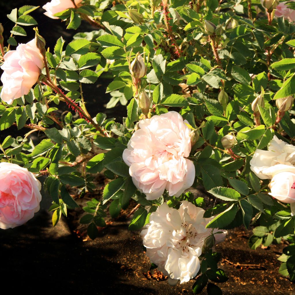 Rosa pimpinellifolia Stanwell Perpetual - Rosa botanico
