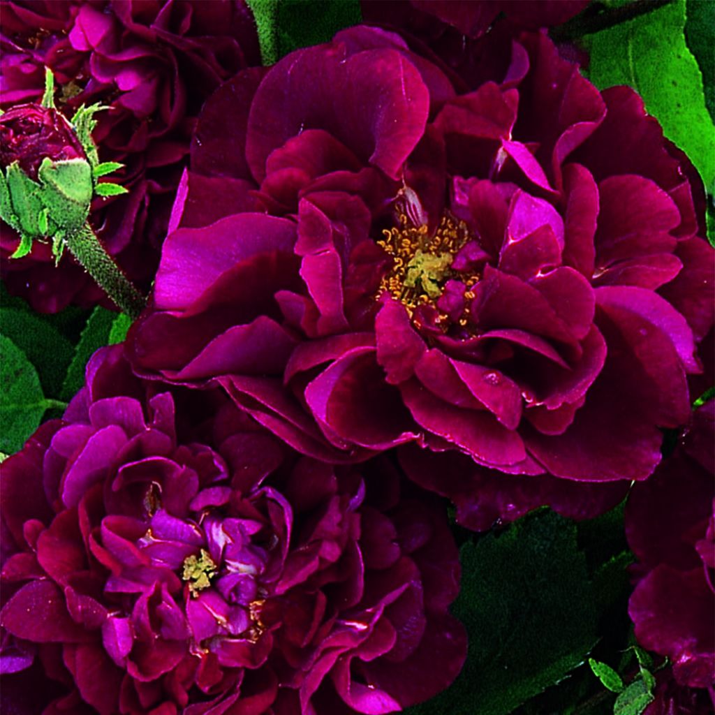 Rosa gallica Tuscany Superb - Rosa serpeggiante