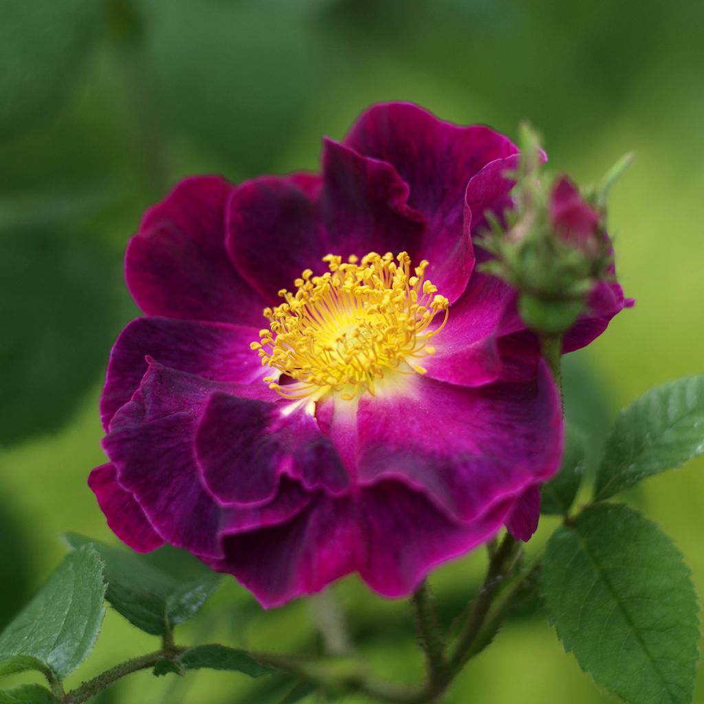 Rosa gallica Tuscany Superb - Rosa serpeggiante