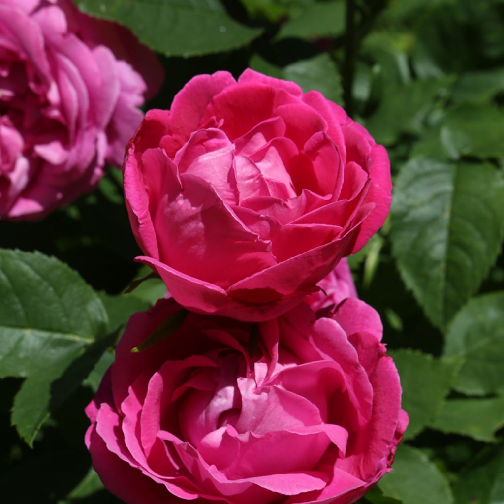 Rosa antica Ulrich Brunner fils