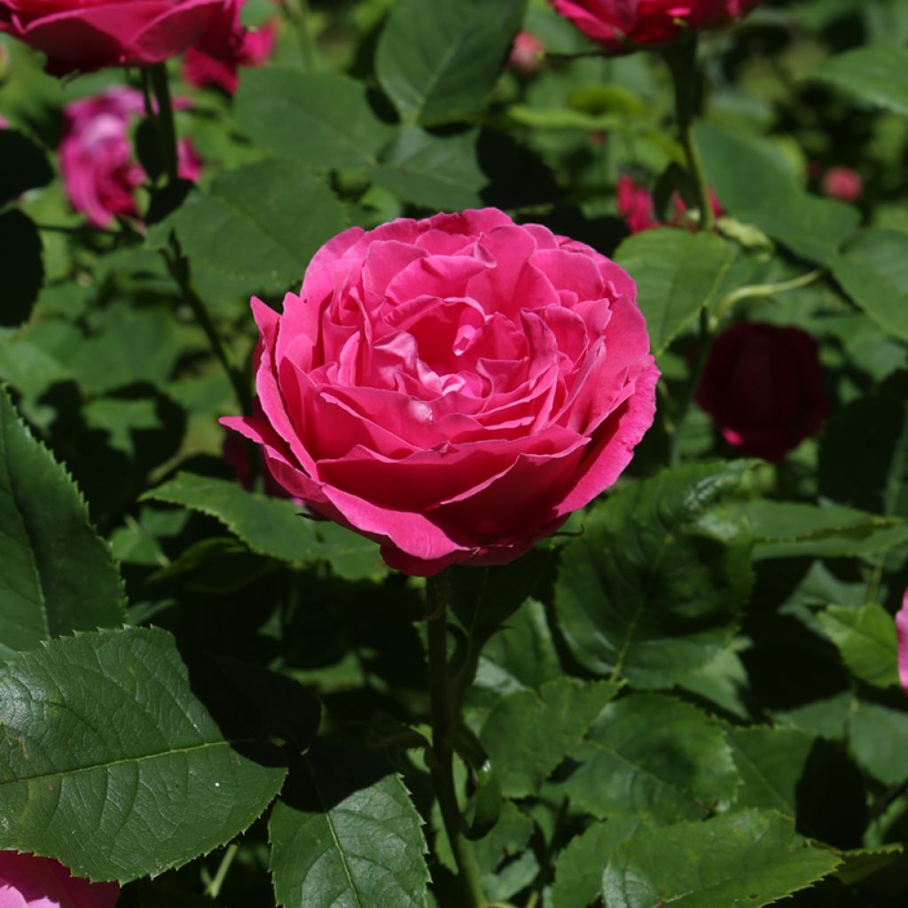Rosa antica Ulrich Brunner fils