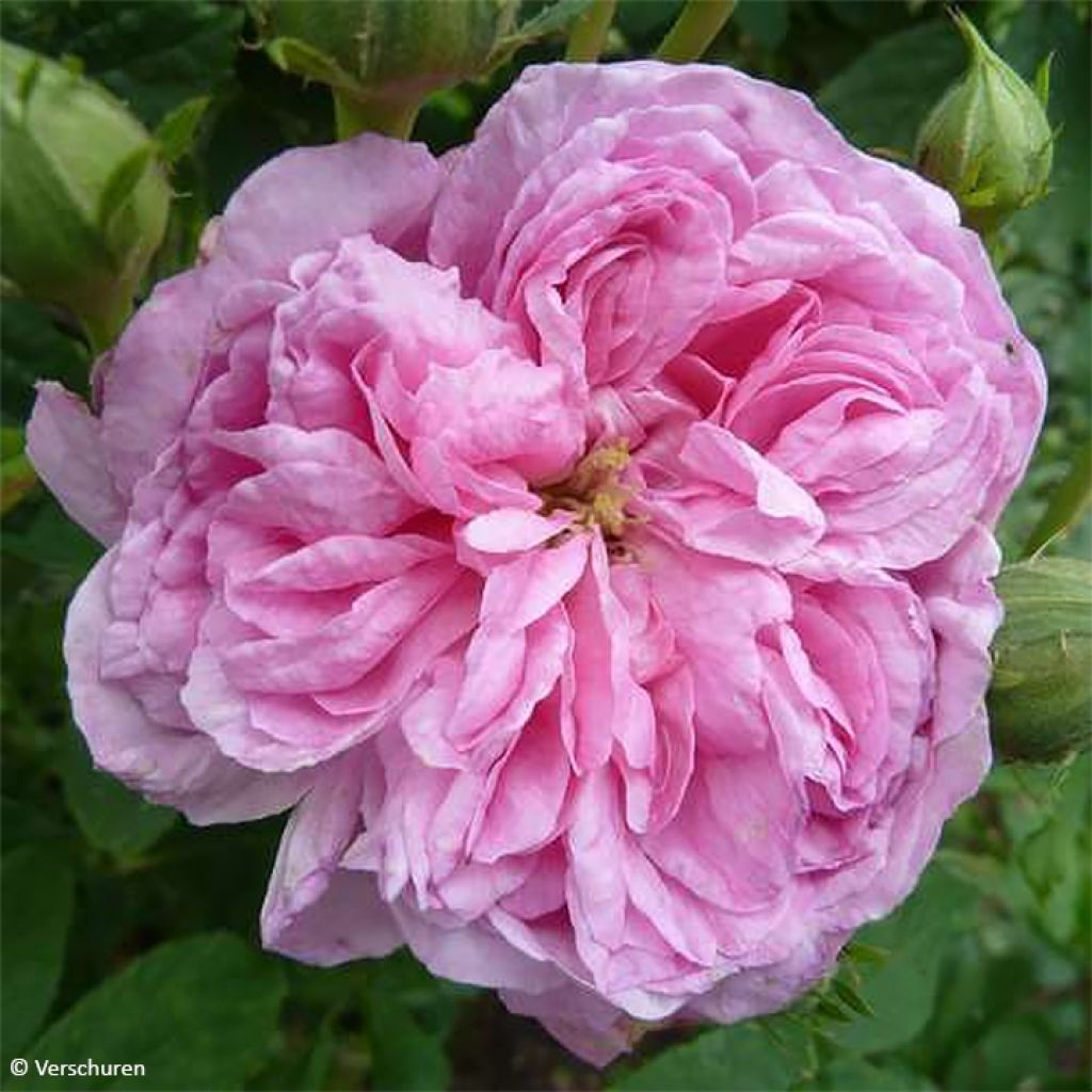 Rosa Ispahan - Rosa di Damas