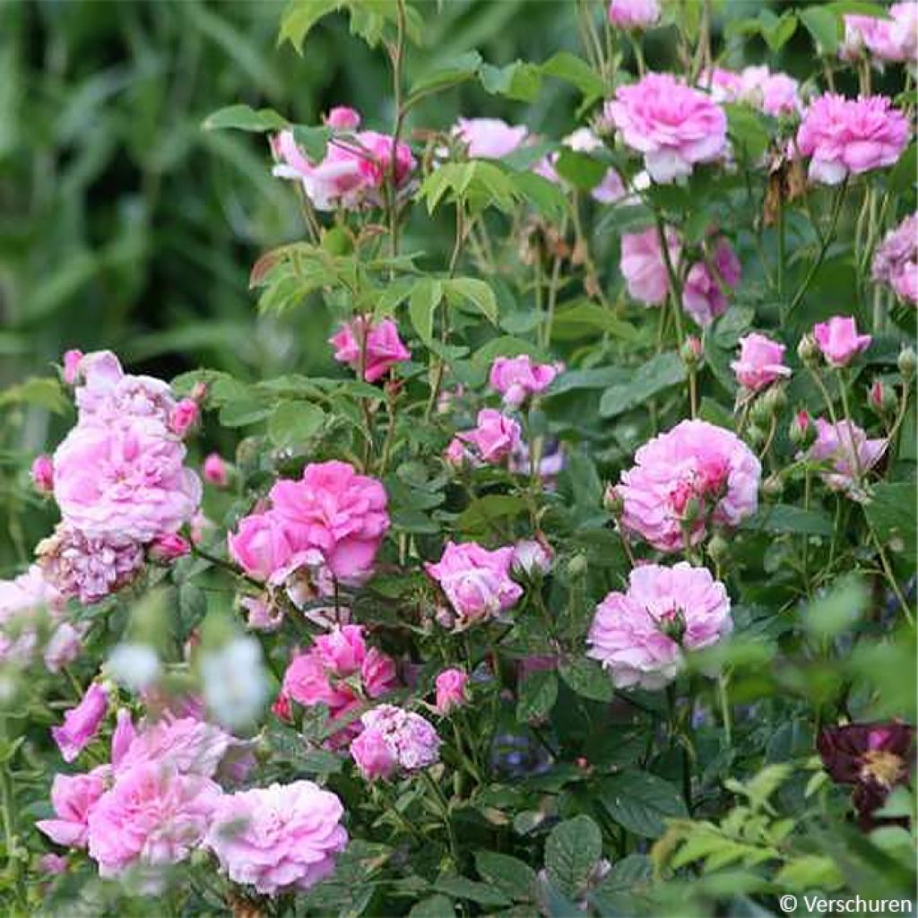 Rosa Ispahan - Rosa di Damas