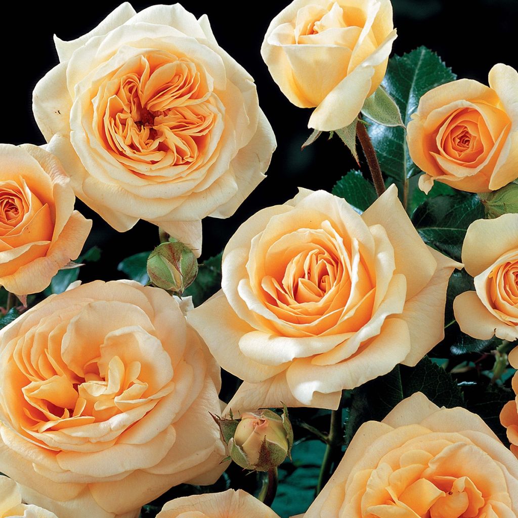 Rosa English Legend Hyde Park