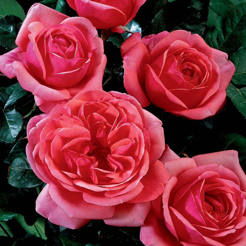 Rosa English Legend Sir Lancelot