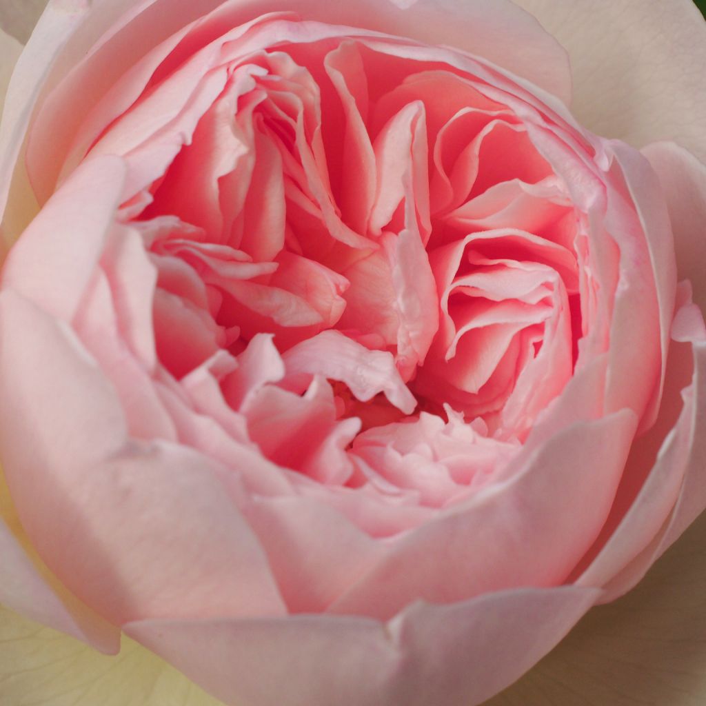 Rosa Gentle Hermione