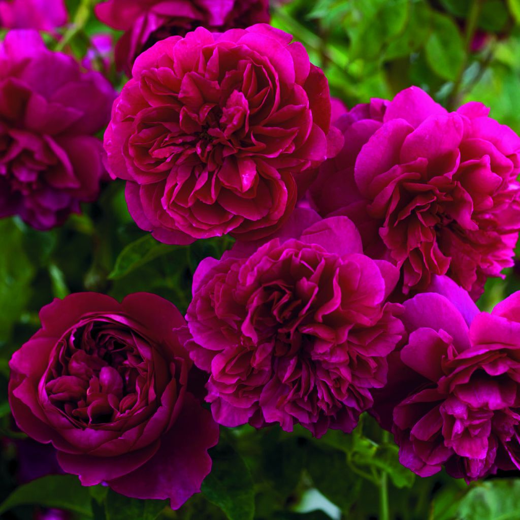 Rosa Thomas à Becket