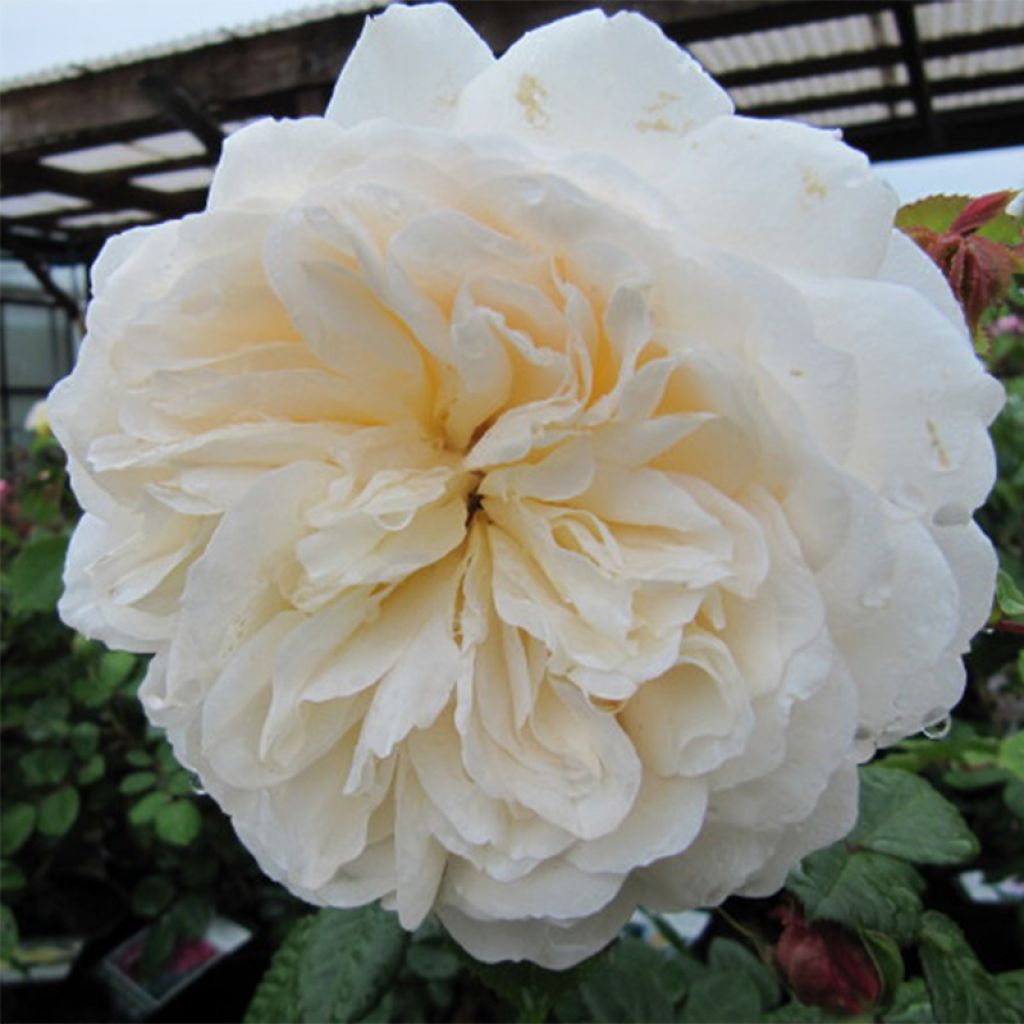 Rosa moscata Tranquillity