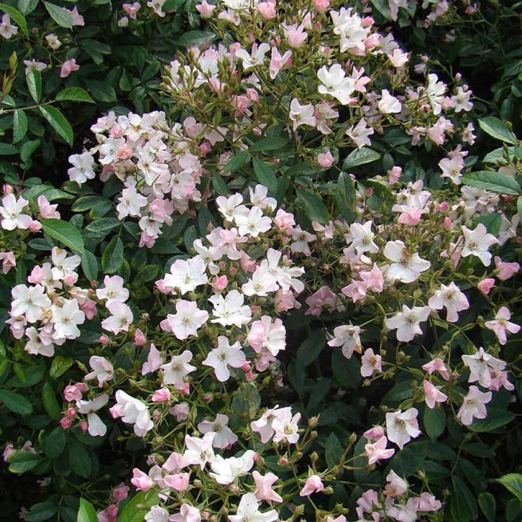 Rosa moscata Diamant Rose LENdiro