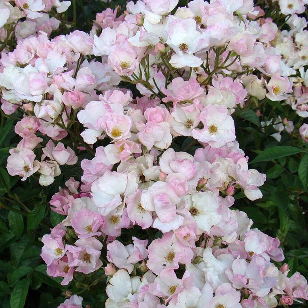 Rosa moscata Diamant Rose LENdiro