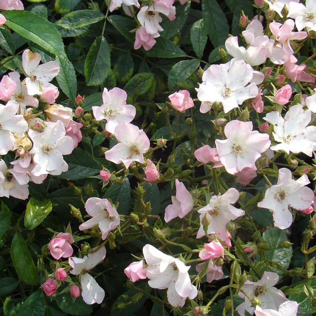 Rosa moscata Diamant Rose LENdiro