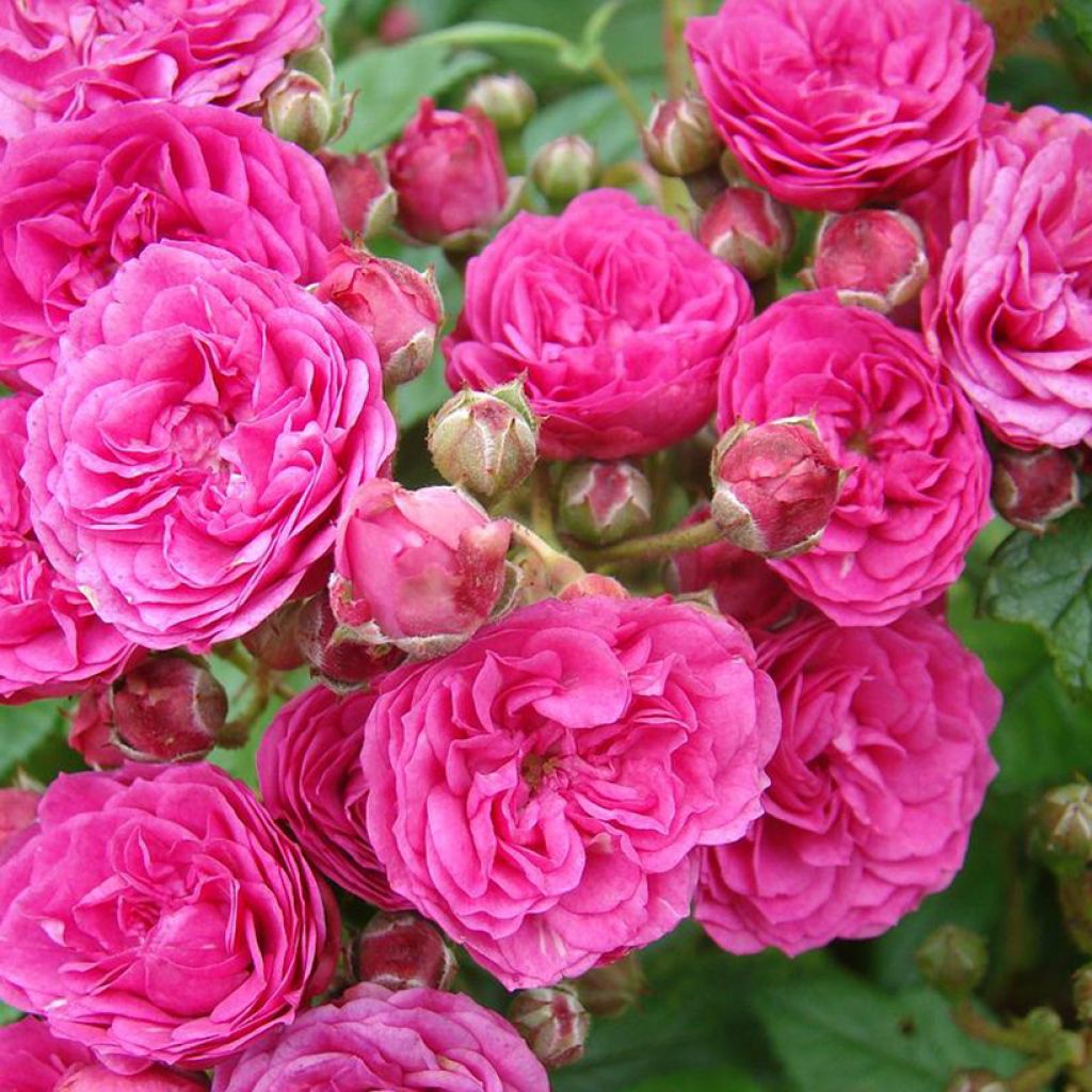 Rosa moscata Dinky VELheav