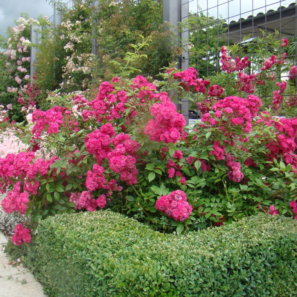 Rosa moscata Dinky VELheav