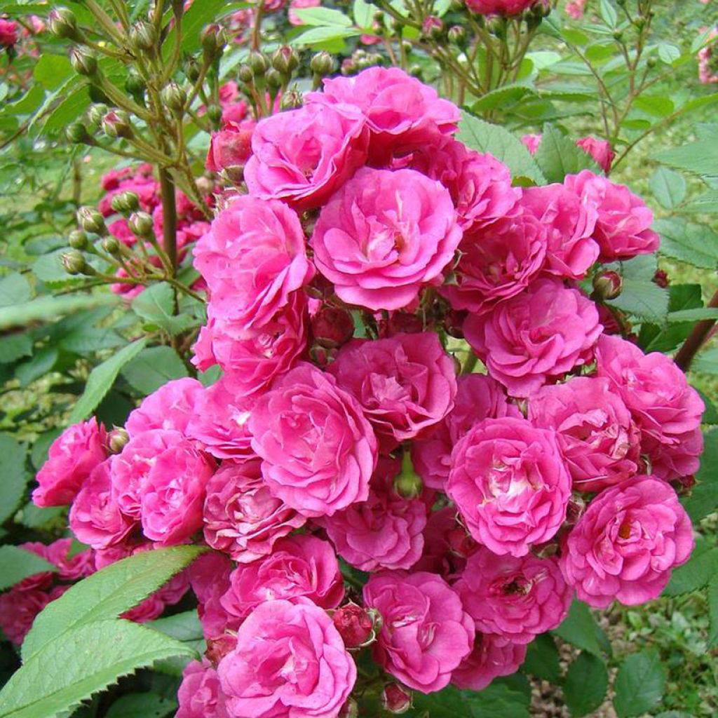 Rosa moscata Dinky VELheav