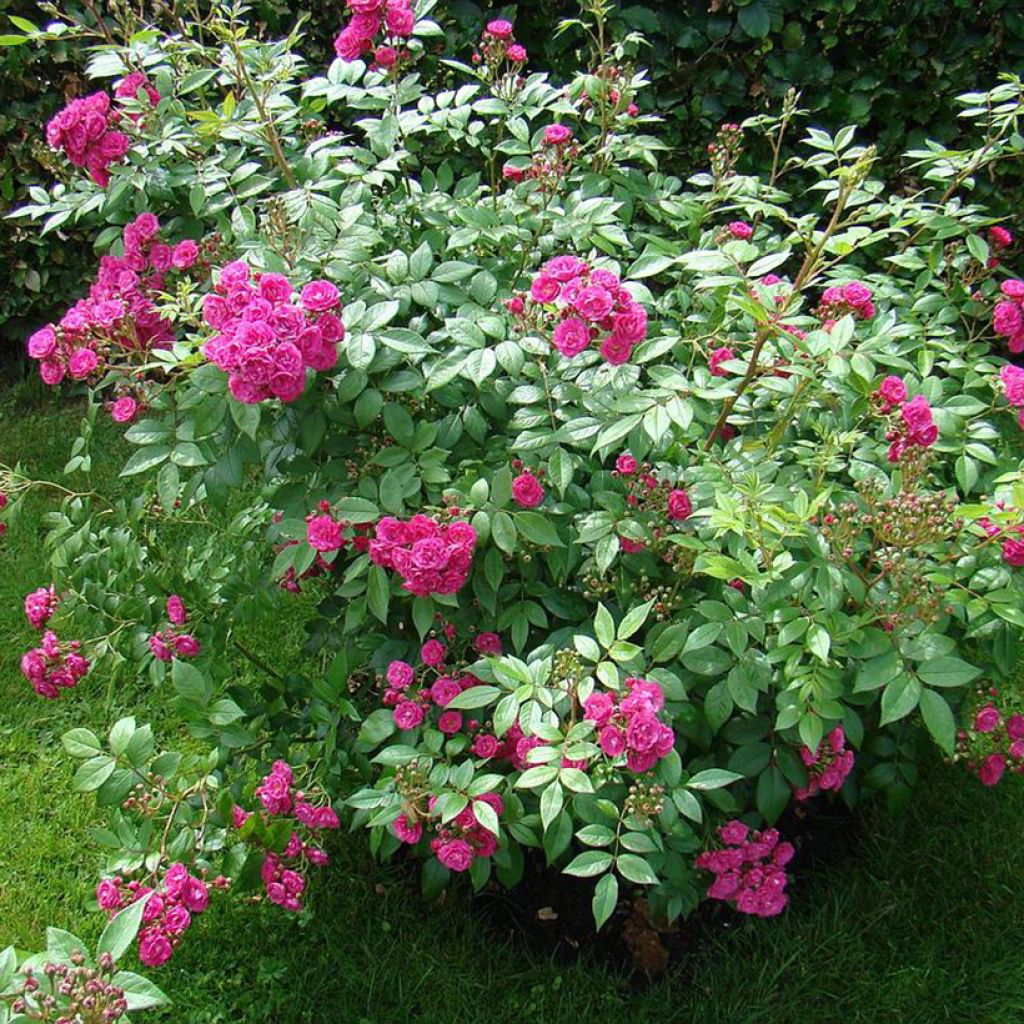 Rosa moscata Dinky VELheav