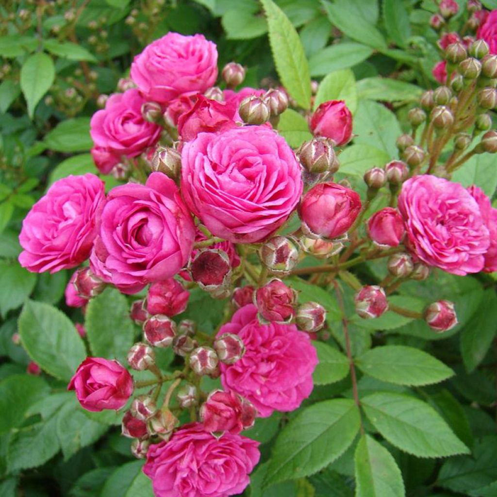 Rosa moscata Dinky VELheav