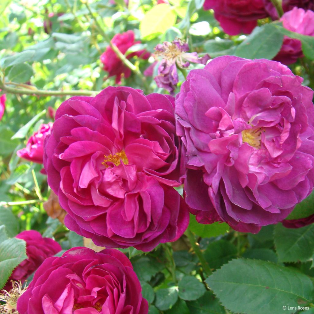 Rosa gallica officinalis Etoile Pourpre