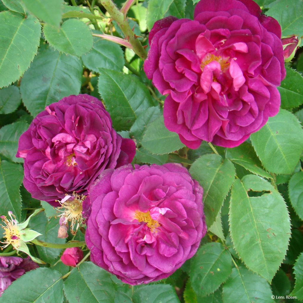 Rosa gallica officinalis Etoile Pourpre