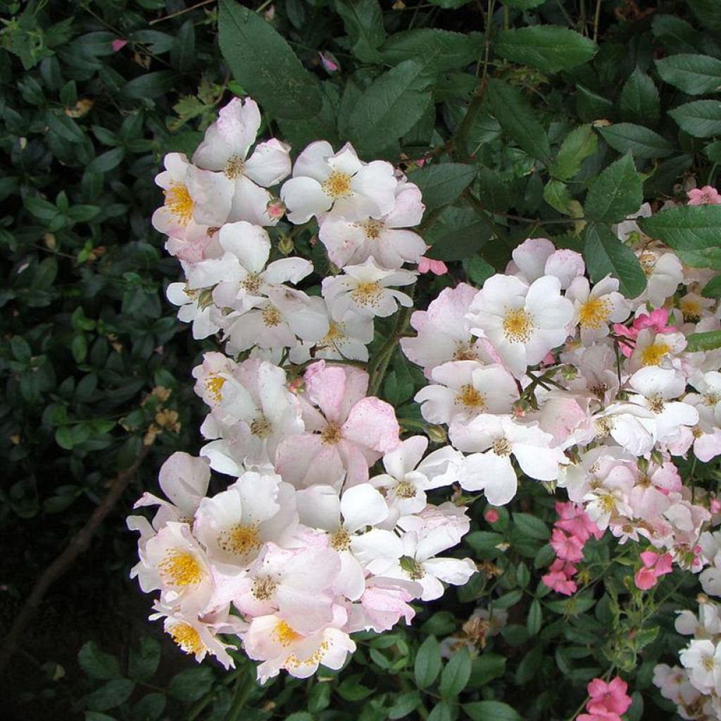 Rosa moscata Matchball