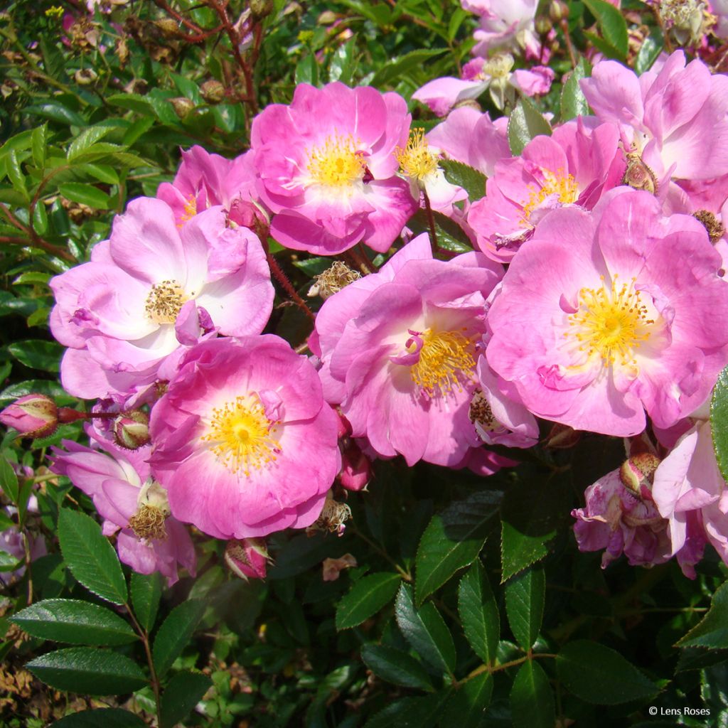 Rosa moscata Millie Fleur