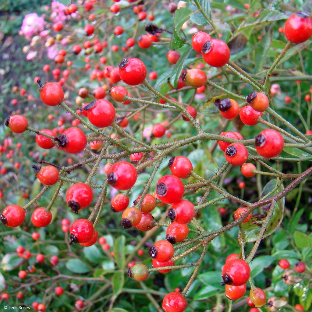 Rosa moscata Millie Fleur