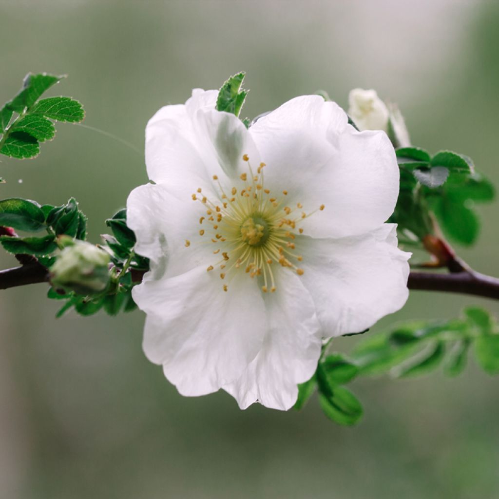 Rosa polyantha Nevada