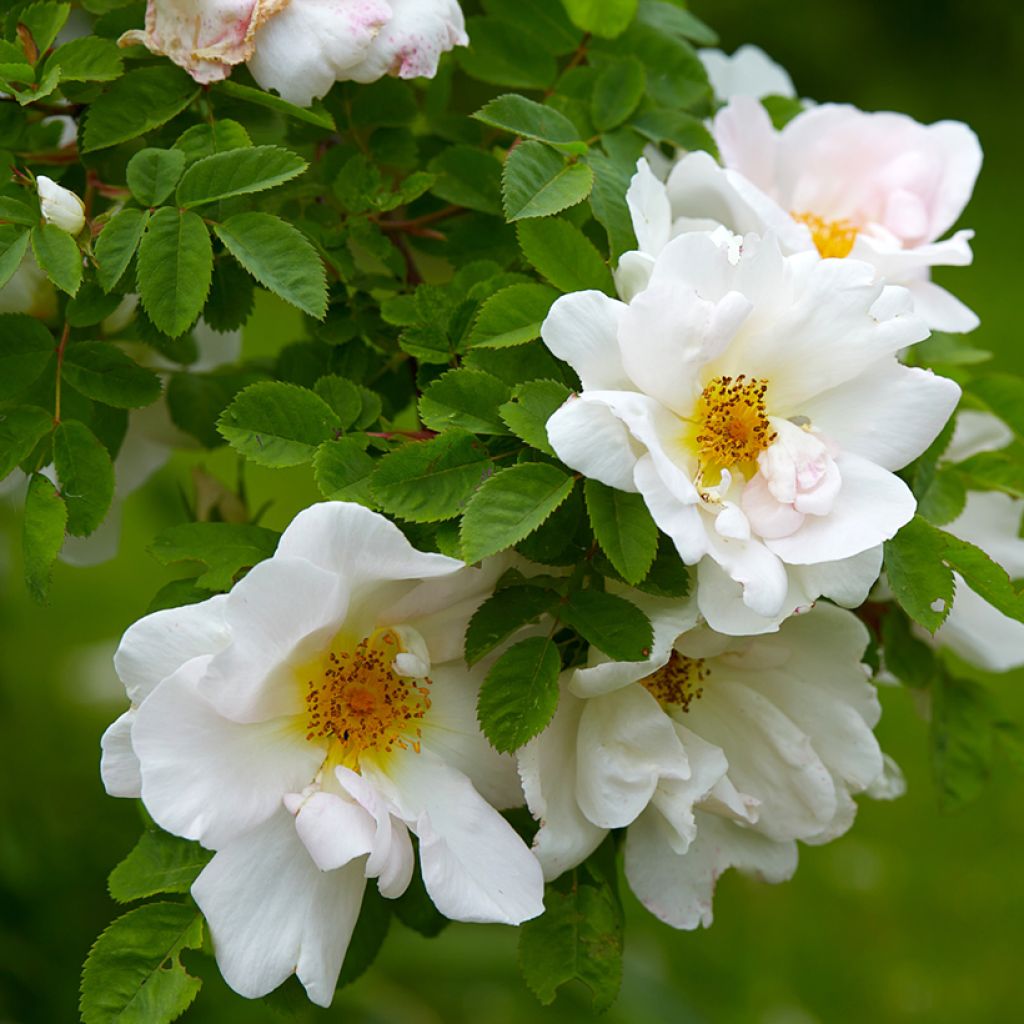 Rosa polyantha Nevada