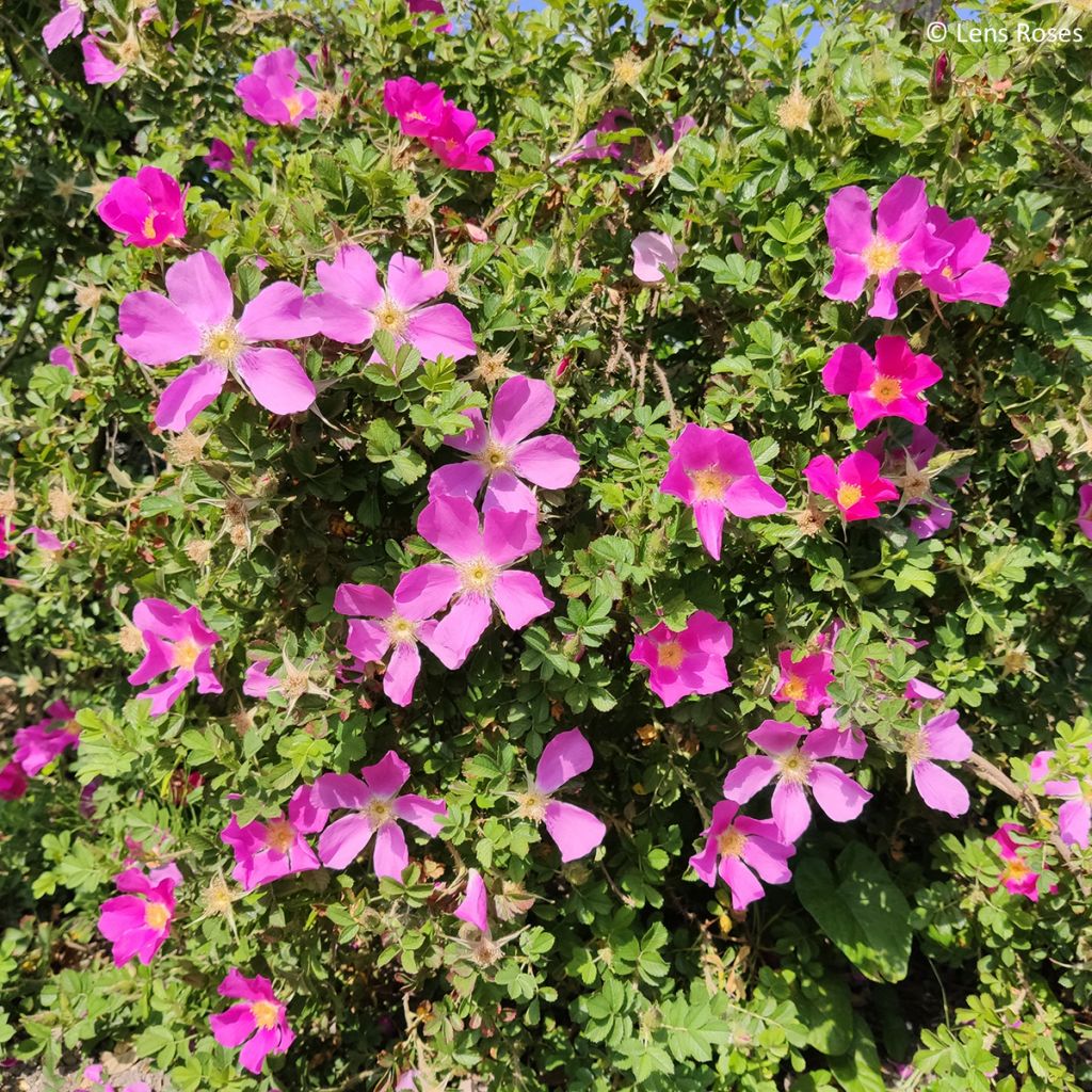 Rosa polyantha Pink Mystery