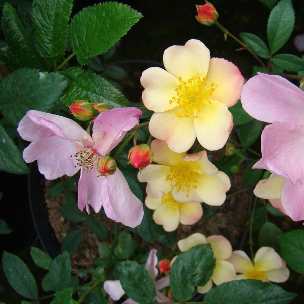 Rosa polyantha Plaisanterie