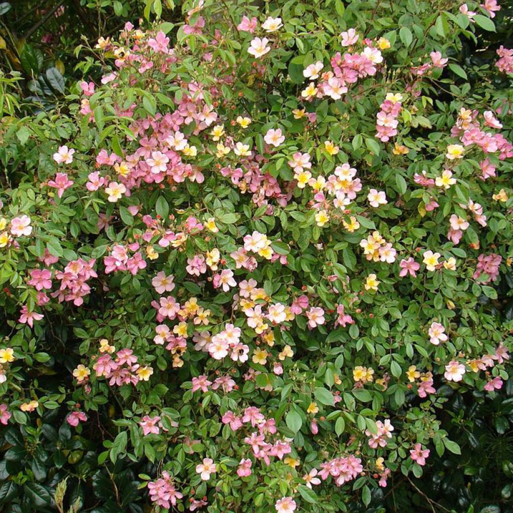 Rosa polyantha Plaisanterie