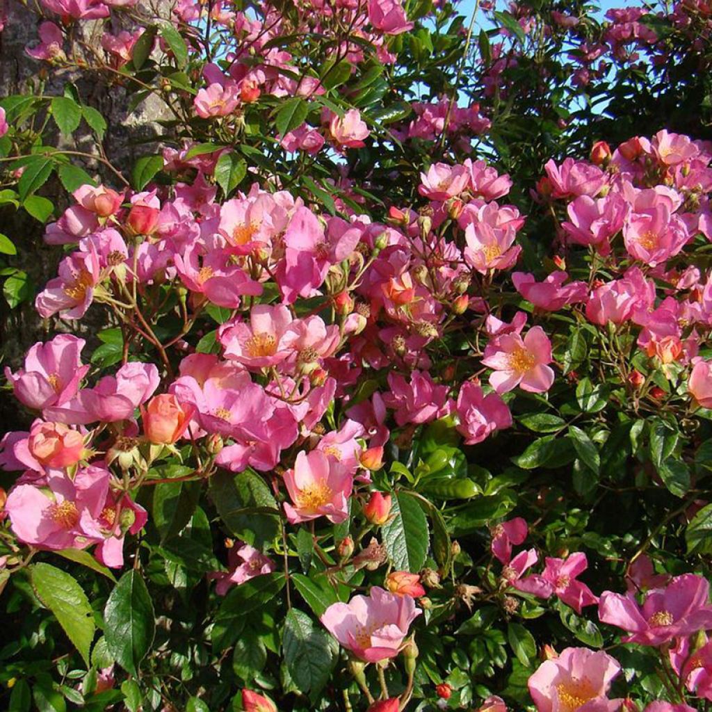Rosa polyantha Plaisanterie