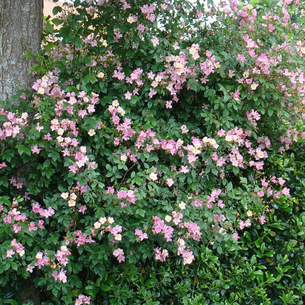 Rosa polyantha Plaisanterie