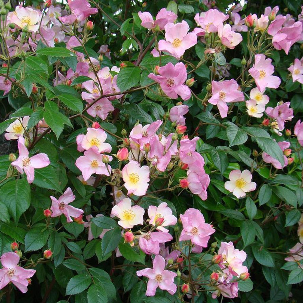 Rosa polyantha Plaisanterie