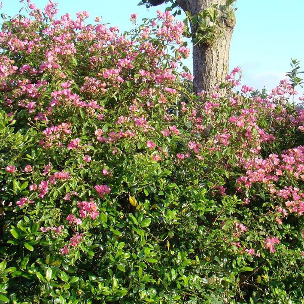 Rosa polyantha Plaisanterie