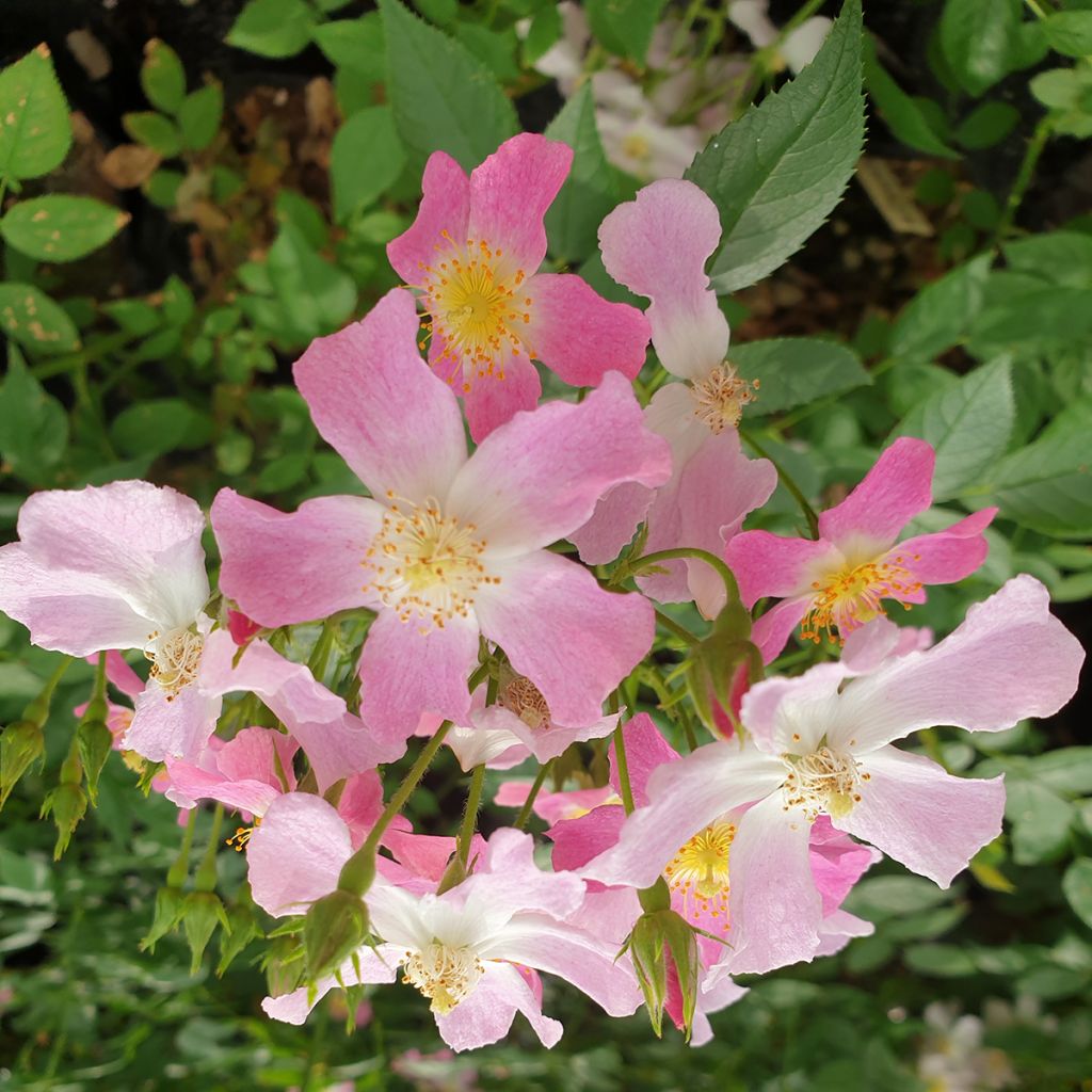 Rosa polyantha Rosy Boom Dynamic Hip Hop