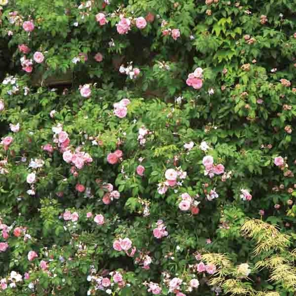 Rosa rampicante Bantry Bay