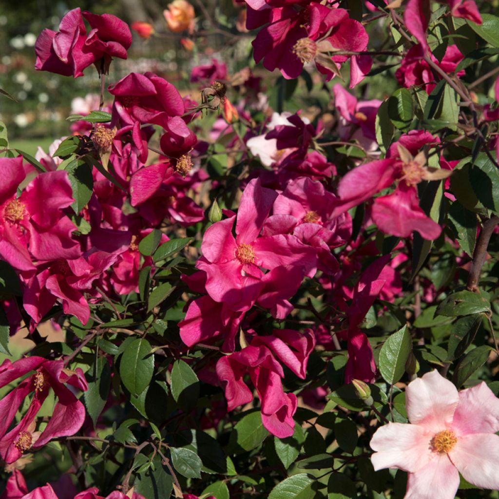 Rosa cinese Mutabilis