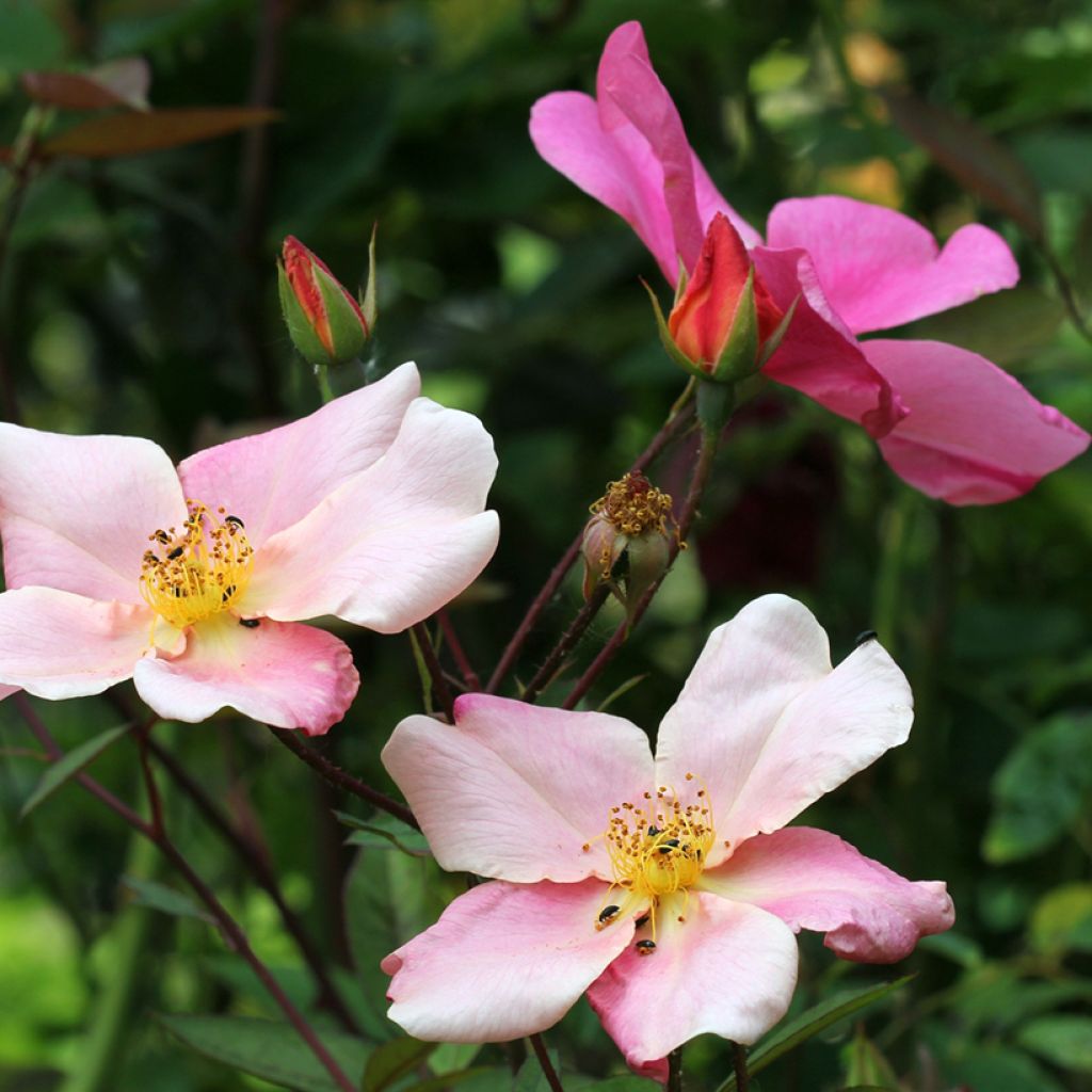 Rosa cinese Mutabilis